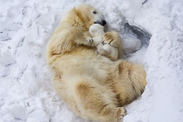 orsi polari abbraccio