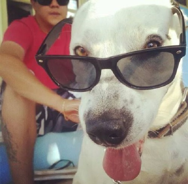 rayban dog