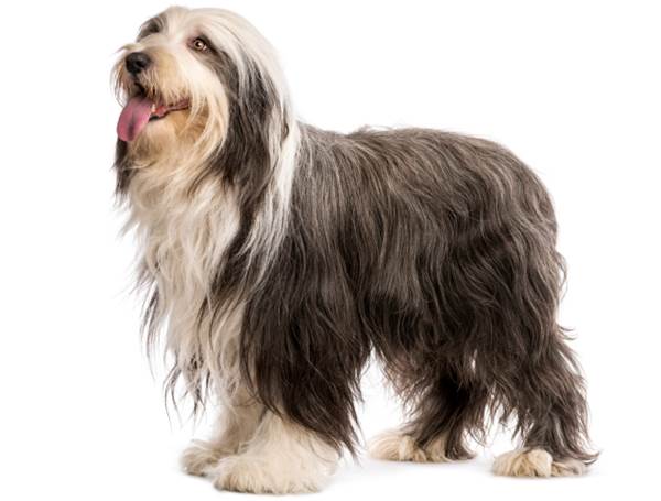 Bearded collie carattere allevamenti