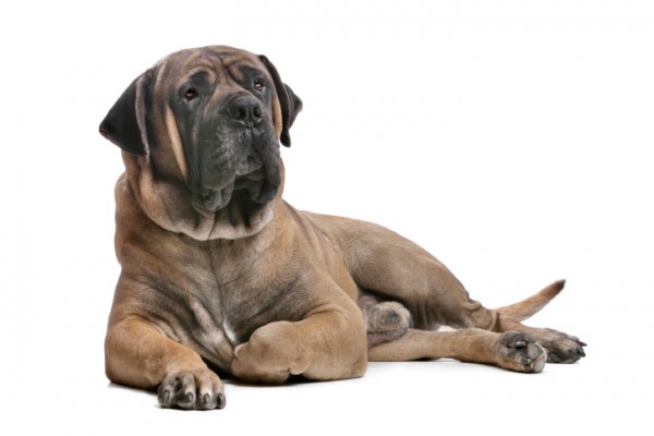 (African) Boerboel carattere allevamenti