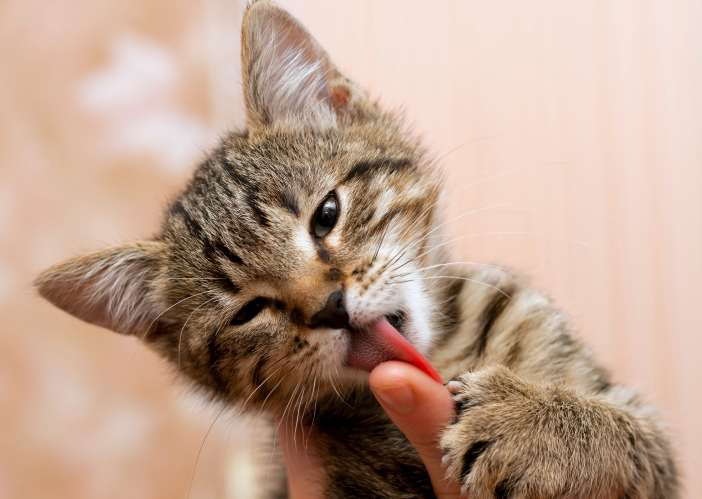 perché gatto lecca proprietario