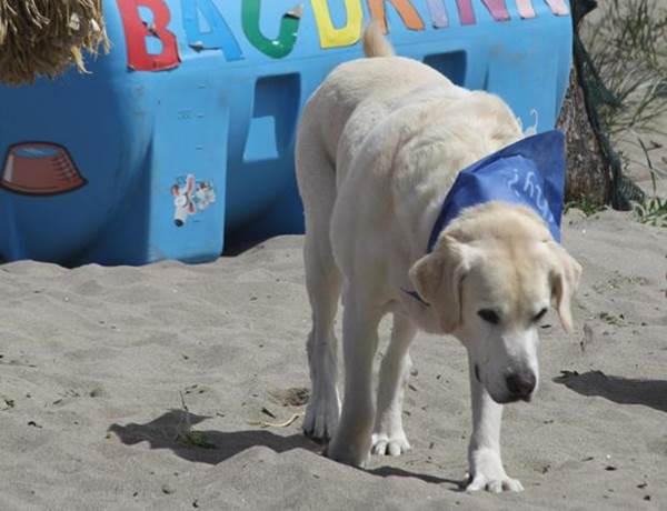 baubeach maccarese ferragosto 4 zampe