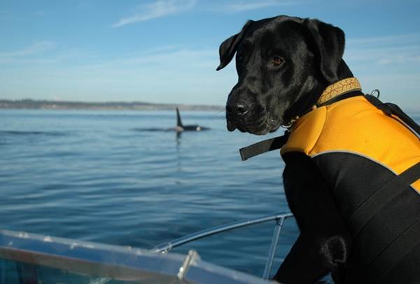 Labrador Tucker aiuta salvare balene