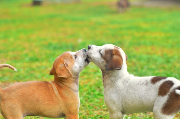 cuccioli