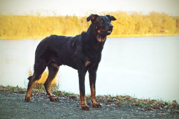 Beauceron carattere allevamenti