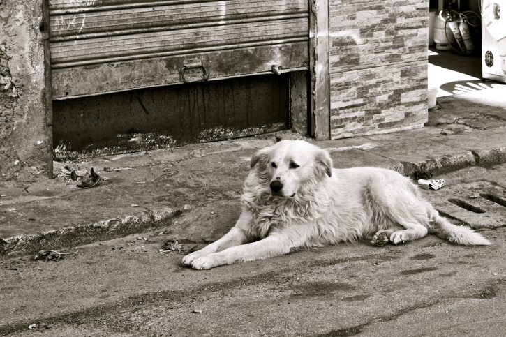 cane abbandonato