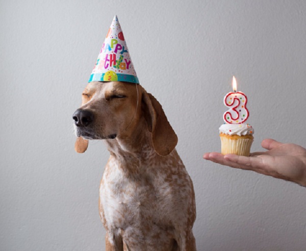 cane buon compleanno