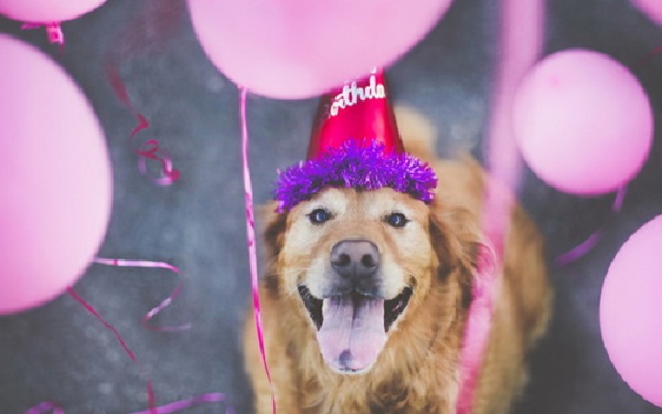 cane con palloncini rosa