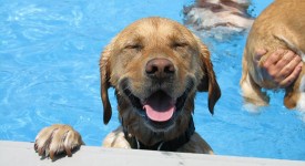 Pool party