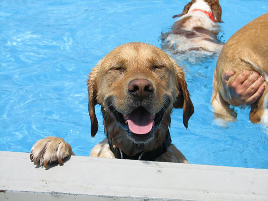 Pool party