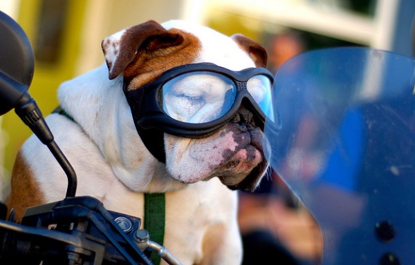 cane motociclista