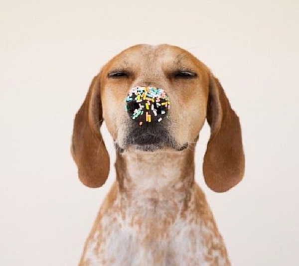 Happy Birthday 10 Cani Festeggiano Il Loro Compleanno Tutto Zampe