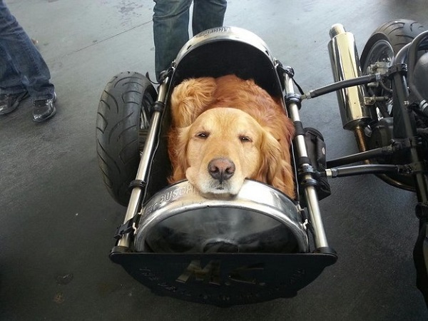 cane sidecar