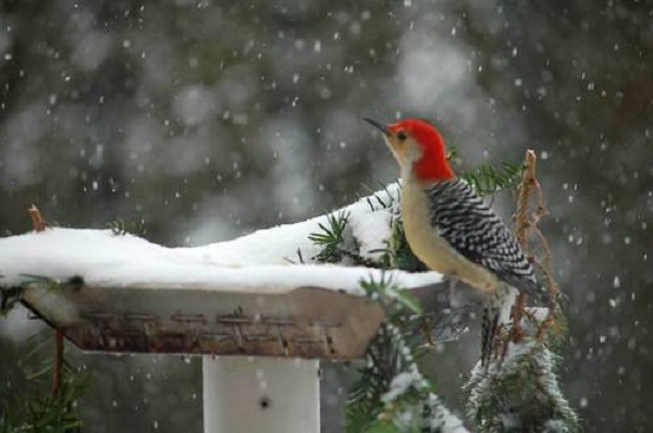 colibri neve