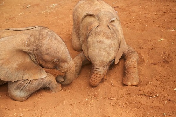 cuccioli elefanti giocano