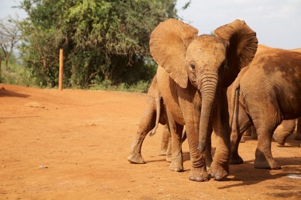 cucciolo elefante foto