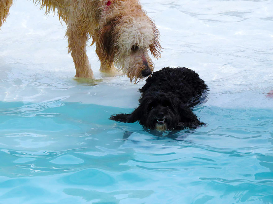 pool party