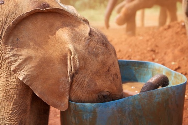 elefante che beve