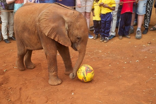 elefante che gioca palla