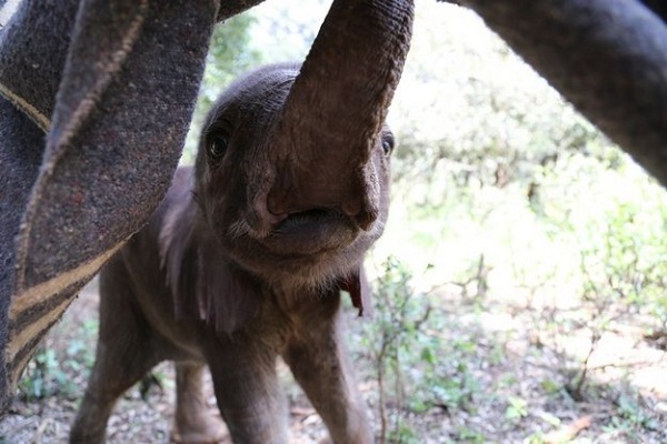 elefante fotografia