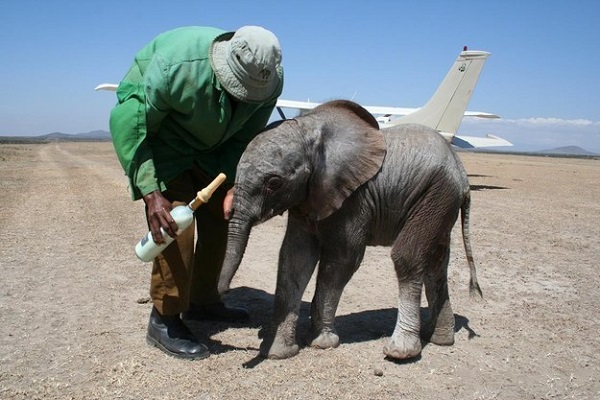 elefante latte