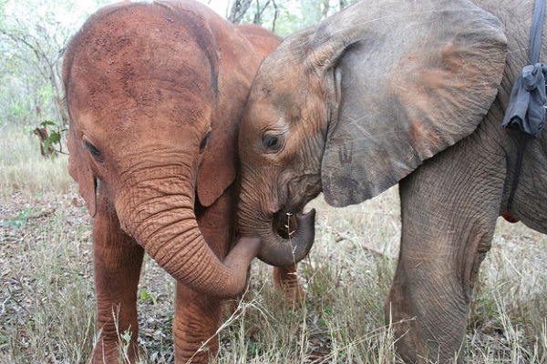 elefanti abbraccio