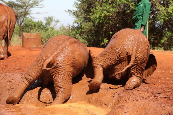 elefanti fango