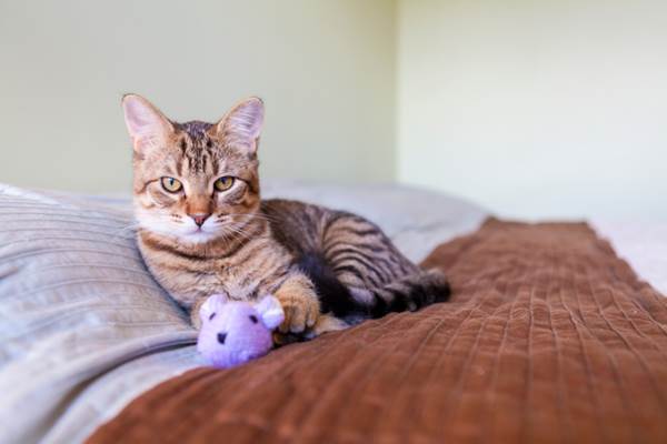 gatto sul letto