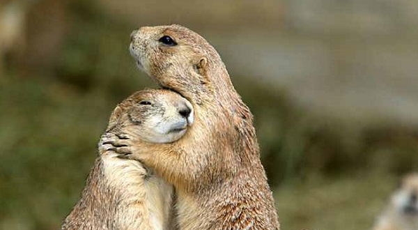 marmotte abbraccio