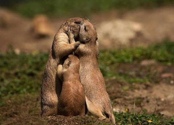 marmotte che si abbracciano