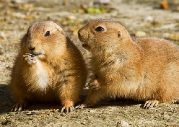 marmotte corteggiamento