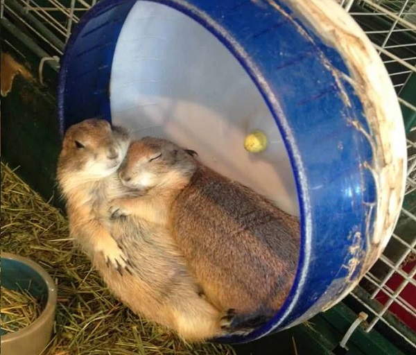 marmotte dormono insieme