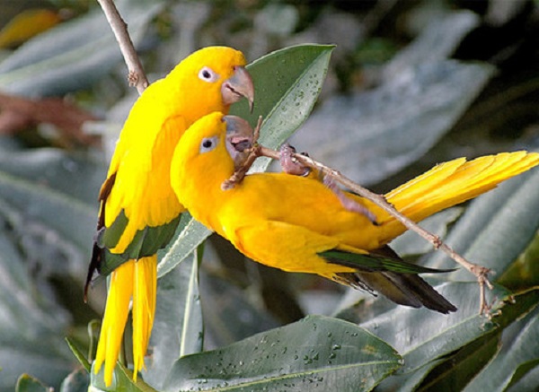 pappagalli gialli
