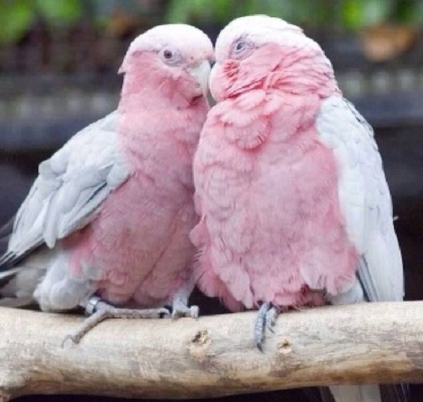 pappagalli rosa