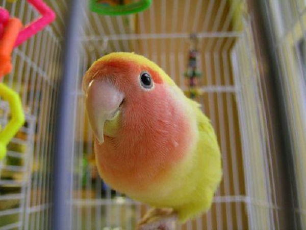 pappagallino gabbia