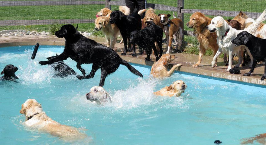 Pool party