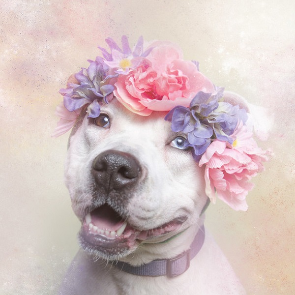 pitbull corona fiori