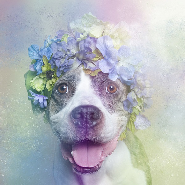 pitbull fiori