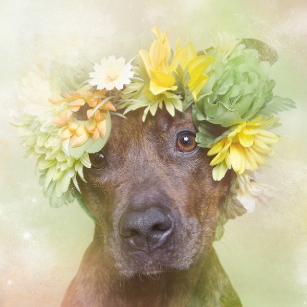 pitbull flower power