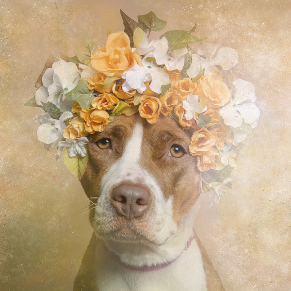 pitbull flower