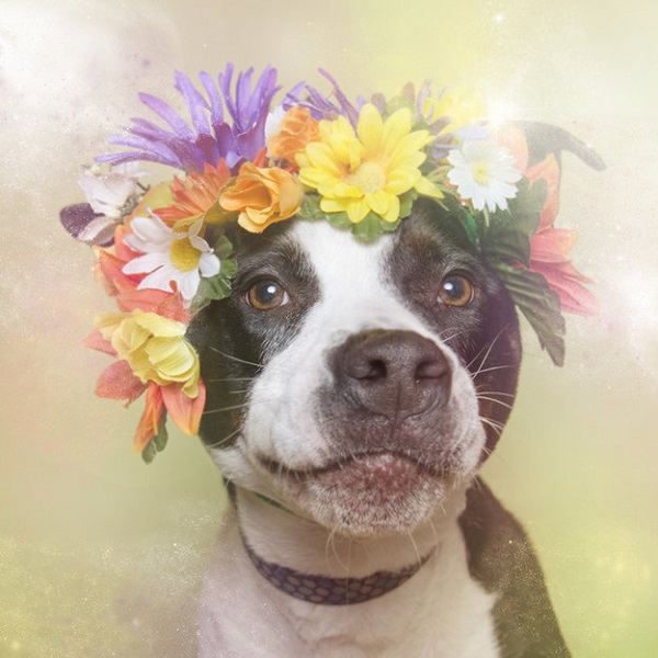 pitbull hippy