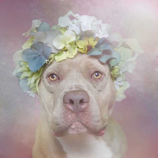 pitbull lana del rey