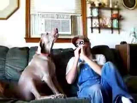 Quando Weimaraner ama blues VIDEO