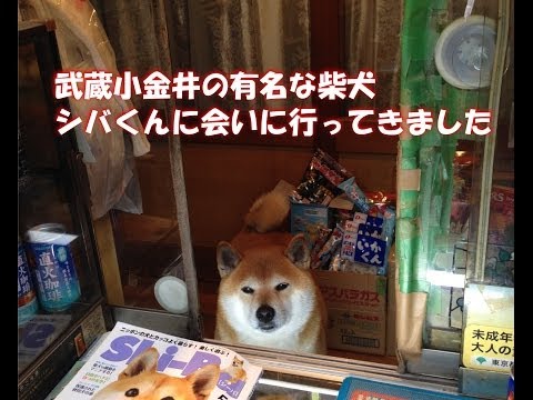 Shiba Inu