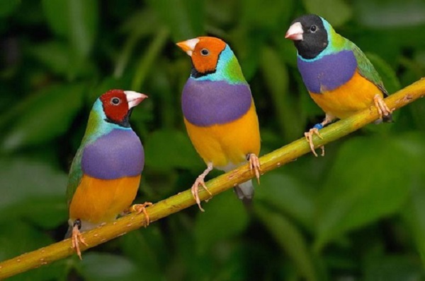 uccelli tropicali