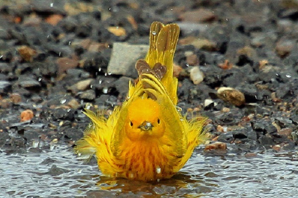 uccello bagno fiume