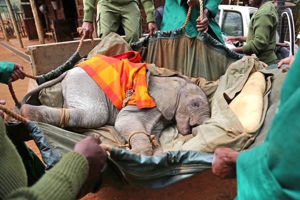 Cucciolo di elefante salvato