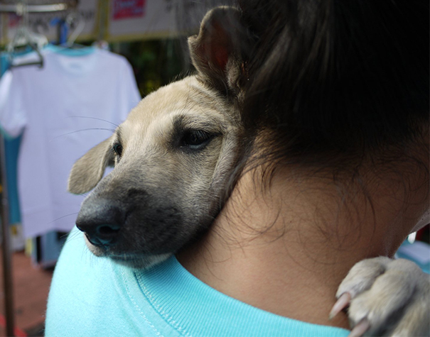 Abbracci tra cani e umani