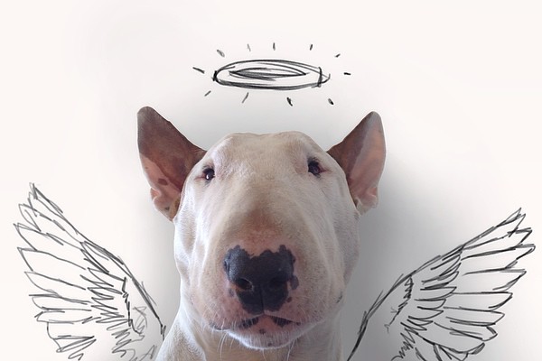 bull terrier