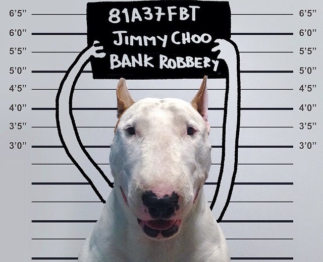 bull terrier